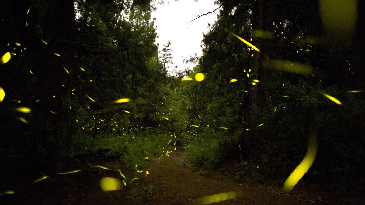 Leuchtendes-Naturspektakel-Die-Gl-hw-rmchen-Saison-startet