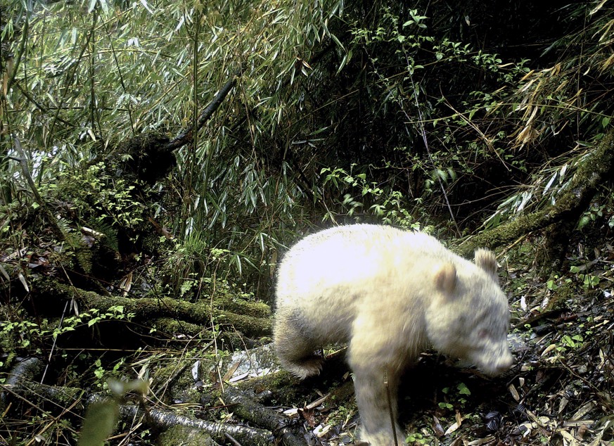 In this April 20, 2019, photo released by Wolong National Nature Reserve, an all white giant panda is captured by an infra-red triggered remote camera at the Wolong Nature Reserve in southwest China&# ...