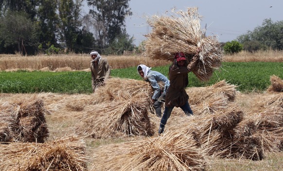 epa09938363 Laborers work at wheat field in Qahal, Egypt, 10 May 2022. Wheat harvesting season in Egypt begins in May until July. The war on Ukraine has shut off Egypt access to cheaper wheat from the Black Sea region. Government has fixed the price of unsubsidised bread amid a global surge in wheat prices.  EPA/KHALED ELFIQI