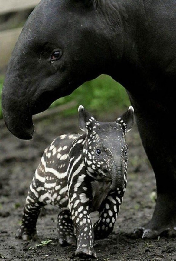 cute news animal tapir https://www.reddit.com/r/AnimalsBeingMoms/comments/19cspyv/black_mother_tapir_with_her_black_and_white_baby/