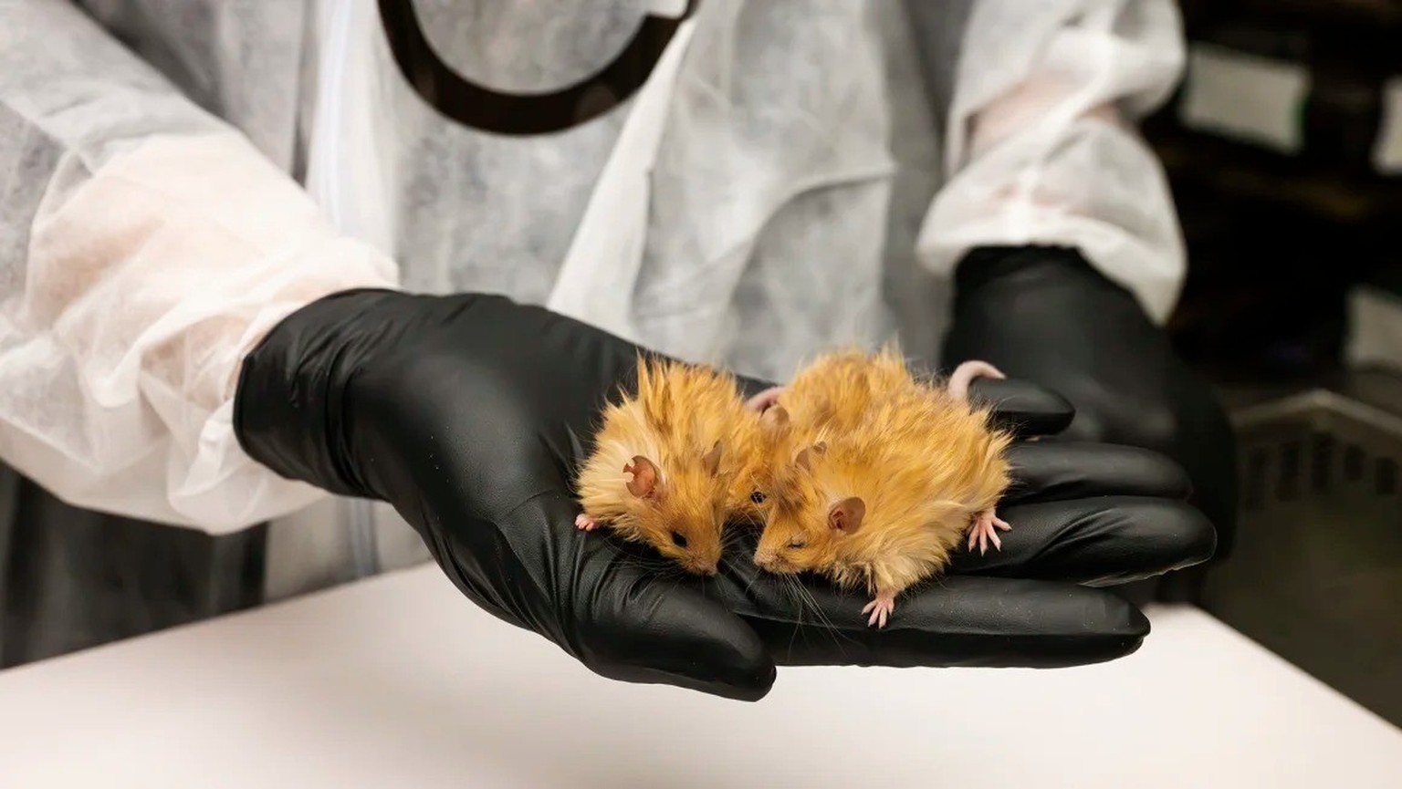 Wollhaarmäuse im Labor. Eine Modifikation des Gens FGF5 sorgt dafür, dass die Haare der Tiere dreimal länger werden als üblich.