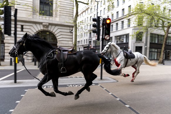 Two horses on the loose bolt through the streets of London near Aldwych, on Wednesday April 24, 2024. Several military horses bolted during routine exercises near King Charles III&#039;s main residenc ...
