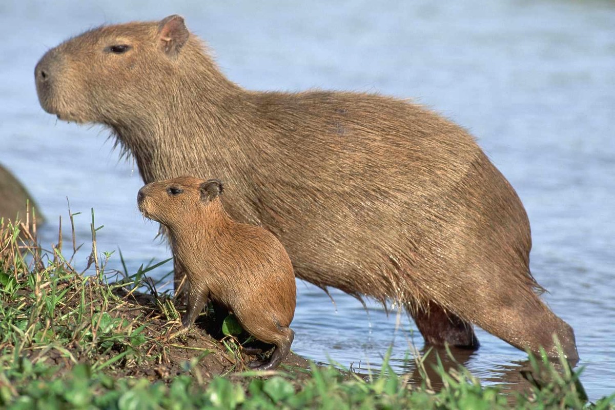 cute news tier capybara

https://www.reddit.com/r/capybara/comments/1gq5qy3/cute_capybara/