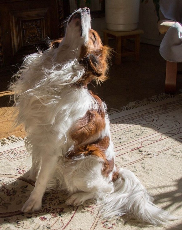 cute news tier hund

https://ch.pinterest.com/pin/3166662232622089/
