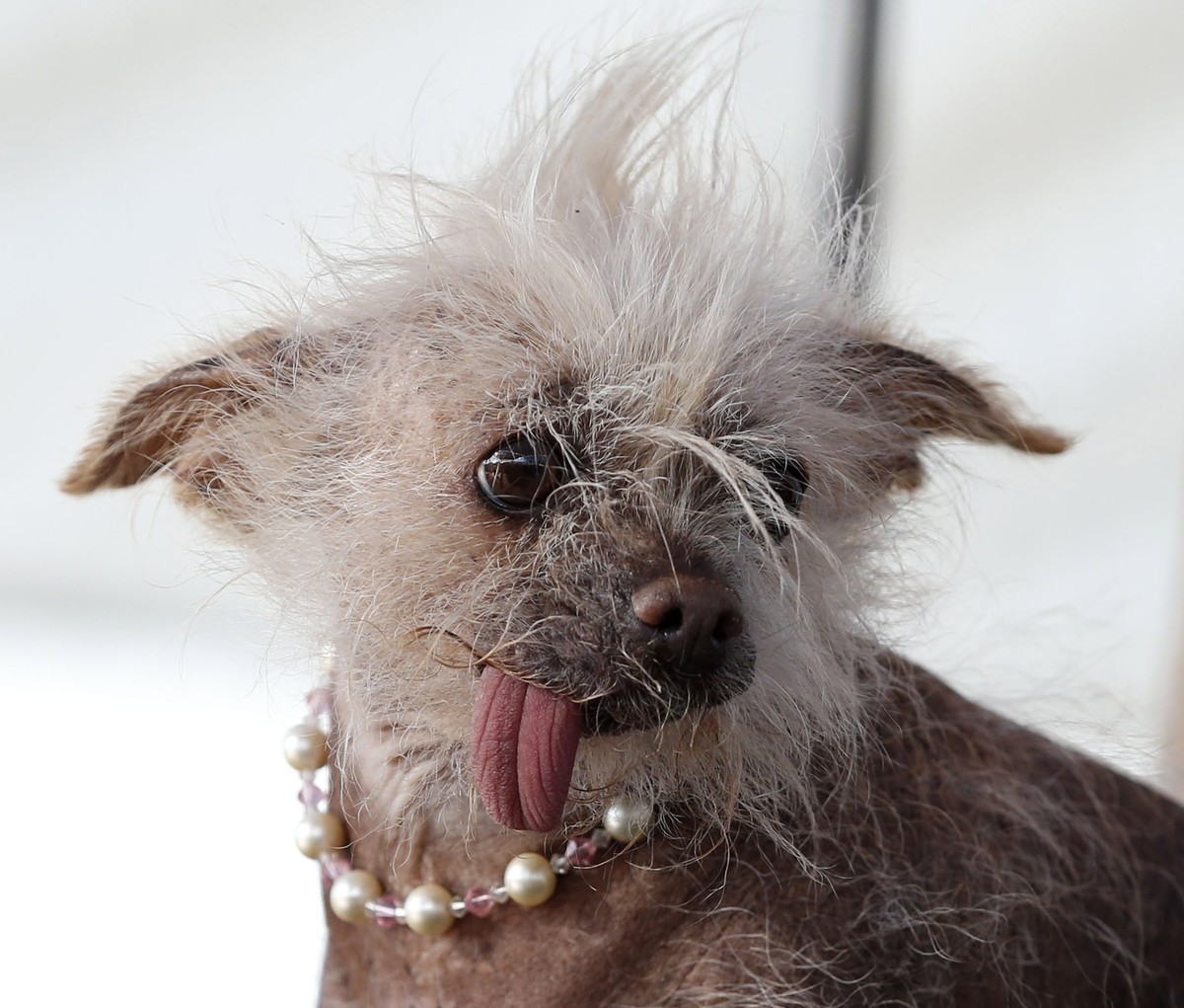 epa06046878 'Josie', a Chinese Crested mix from Tucson Arizona, sports a necklace while posing on stage during the 2017 World's Ugliest Dog Contest in Petaluma, California, USA, 23 June ...