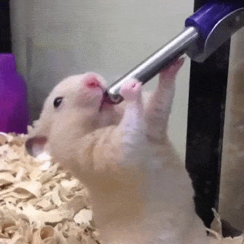 Hasenmaus, Sugar Glider und über 20 weitere Tiere für ganz viel «Jööö!» und «Ahaaa!»
Stell dir vor, du an der Bar am Wochenende 😊😊