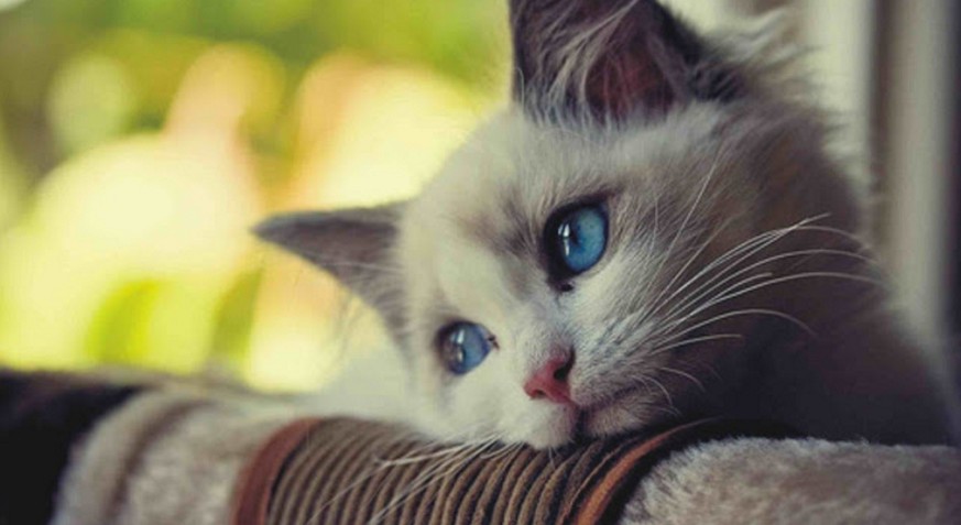Wie wäre unsere Welt, wenn es keine Katzen geben würde?