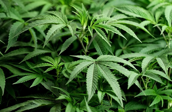 Cannabis is harmful after the first episode of schizophrenia