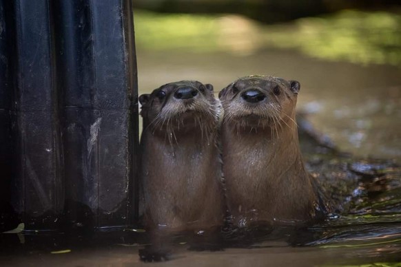 cute news animal tier otter

https://www.reddit.com/r/Otters/comments/vrxgvb/sisters/