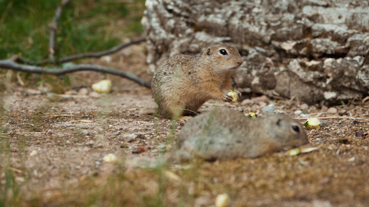 Ziesel-Nachwuchs-im-Zoo-Z-rich-und-es-ist-das-S-sseste-das-du-heute-sehen-wirst-