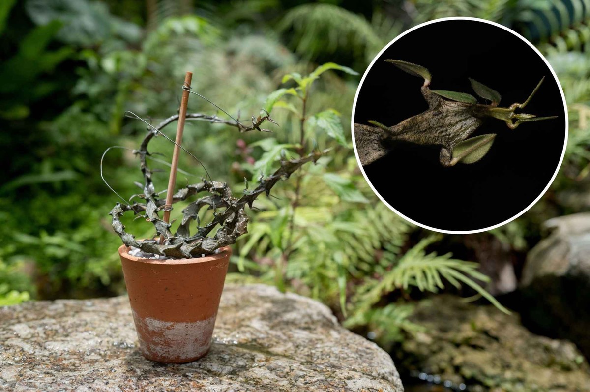 Ceropegia bosseri.