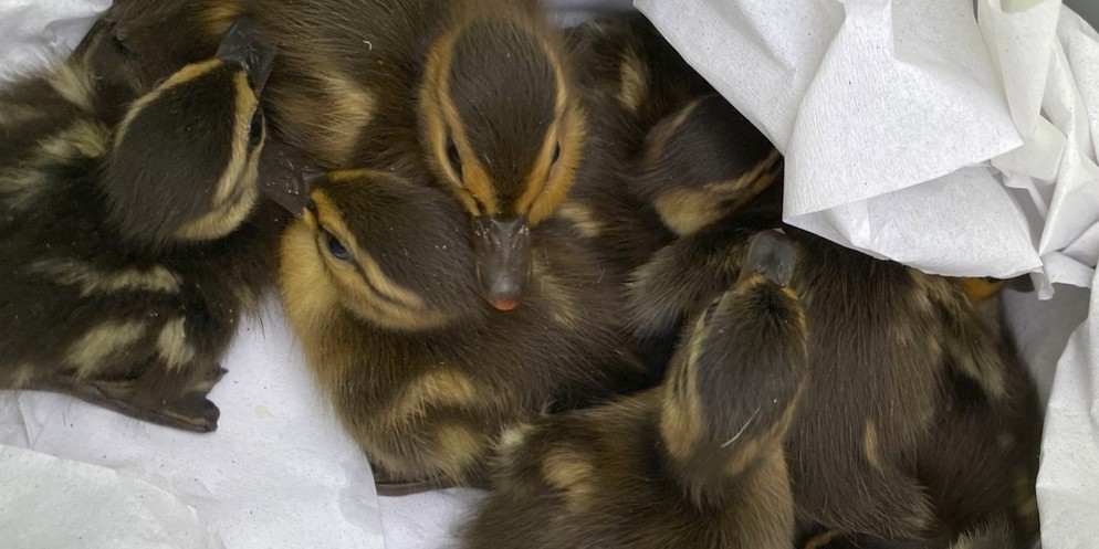 Auf einem Balkon beim Schiffbau brütet seit Jahren die gleiche Ente. Nachdem die Küken geschlüpft waren, stürzten sie aber jeweils in die Tiefe und starben. Dieses Jahr kam eine Tierschützerin dem Ung ...