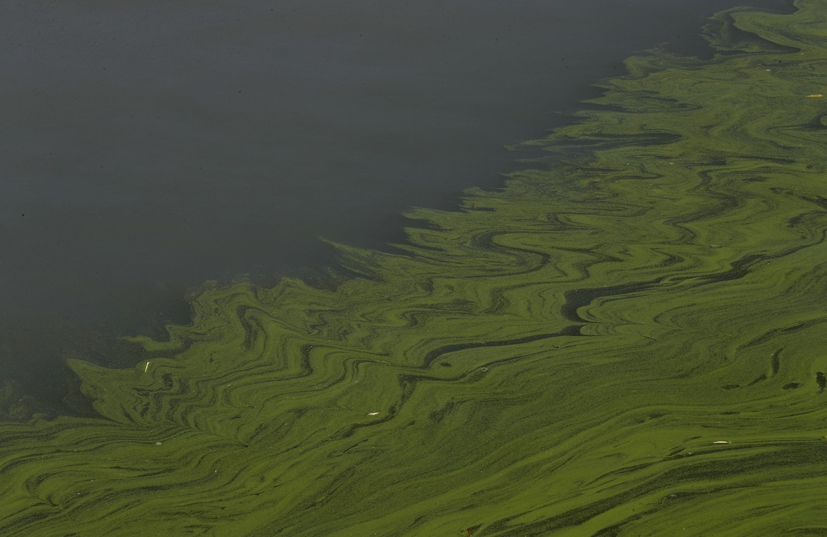FILE - In this Sept. 15, 2017, file photo, algae floats on the surface of Lake Erie's Maumee Bay in Oregon, Ohio. Ohio is rolling out a new strategy to save Lake Erie from the toxic algae that ov ...