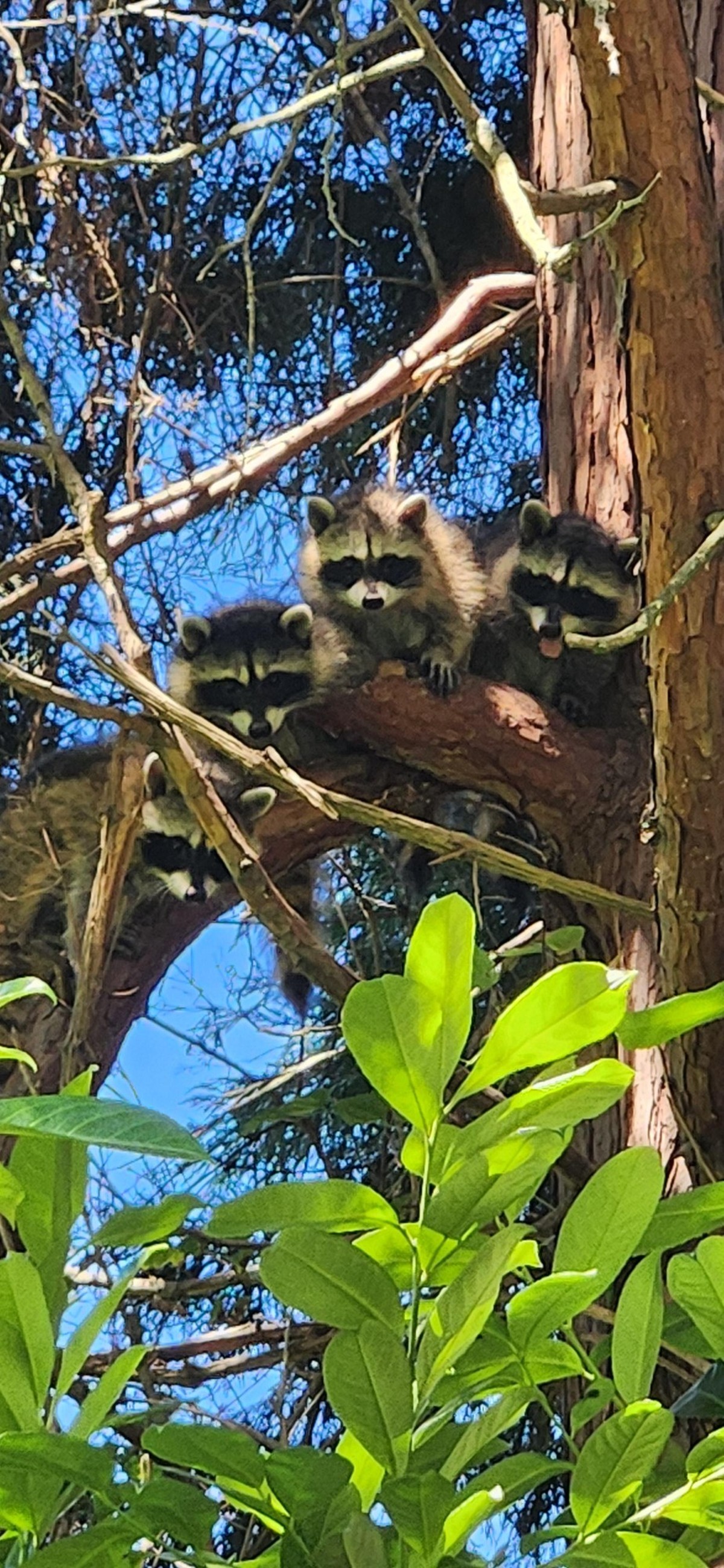 cute news tier waschbär

https://www.reddit.com/r/Raccoons/comments/1e3d5mt/new_litter_coming_around/