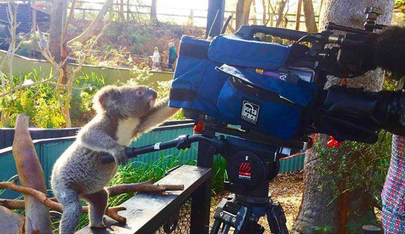 Koalabär bedient eine Kamera
Cute News
http://imgur.com/gallery/g4yeCM0
