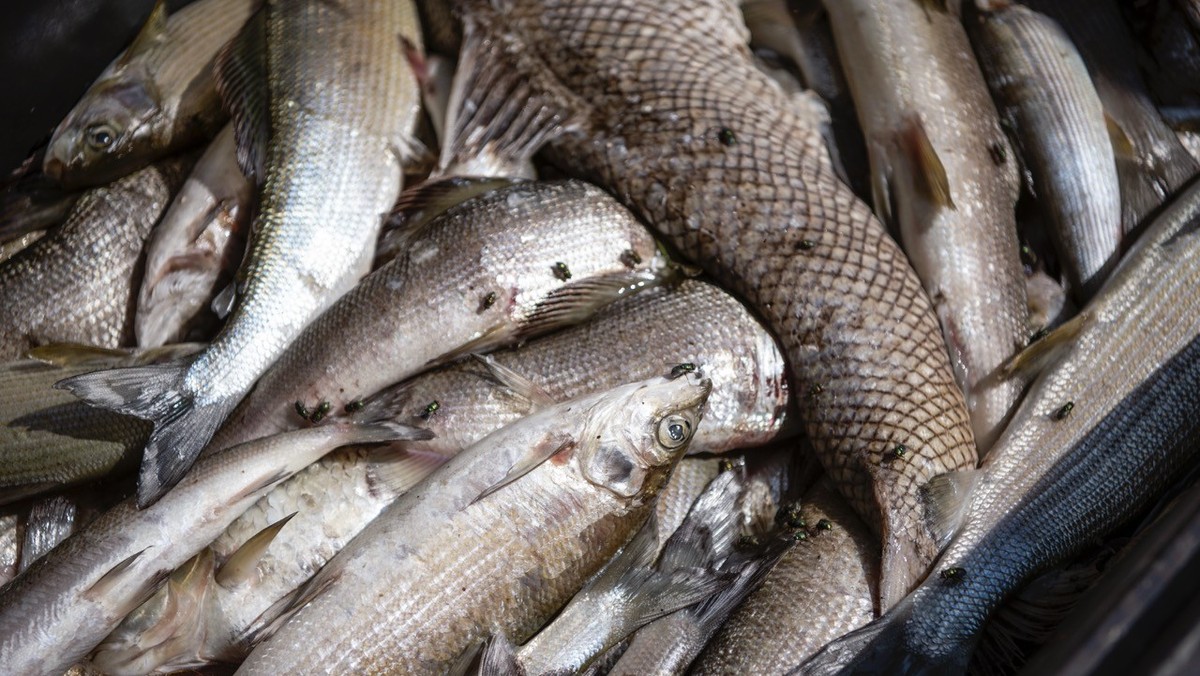 Aus dem Rhein gefischte, tote Fische werden in einer Entsorgungstonne gesammelt, am Montag, 6. August 2018 in Neuhausen. Wegen der hohen Wassertemperatur des Rhein sterben die Fisch, vor allem Aeschen ...