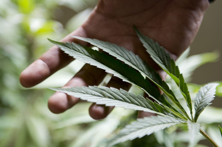 Cannabis-Versuche in der Schweiz: Das musst du als Kiffer jetzt wissen