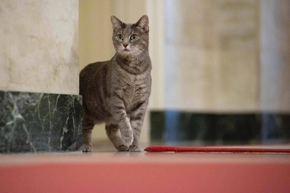 FILE - Willow, the Biden family's new pet cat, wanders around the White House on Wednesday, Jan. 27, 2022 in Washington. Jill Biden has written a children's picture book about her White Hous ...