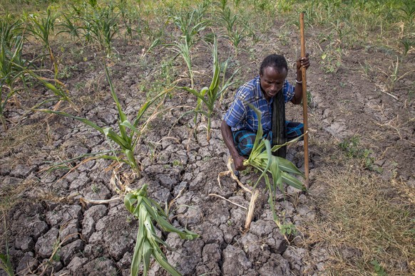 In this photo taken on Tuesday, Jan.26, 2016, a farmer shows his failed crops and farmland in the Megenta area of Afar, Ethiopia. The farmer said he has lost 100 percent of his crops. Morbid thoughts  ...
