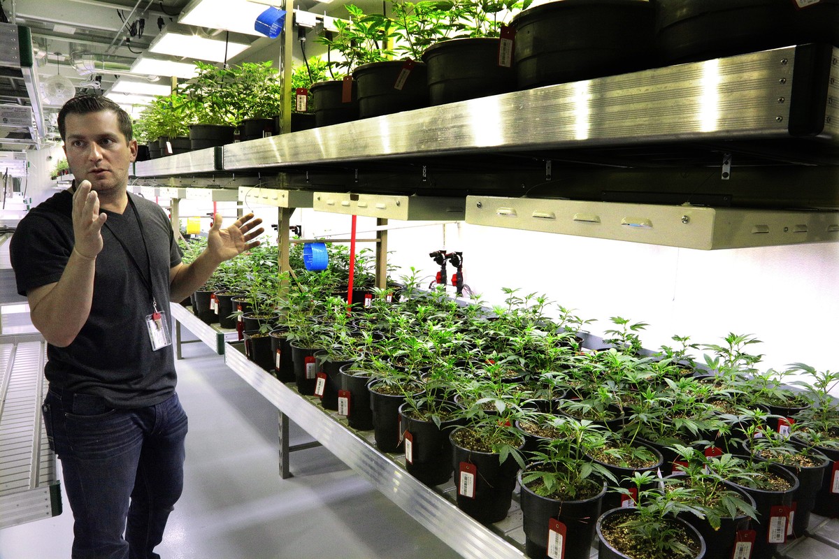 In this Tuesday, Sept. 15, 2015 photo, Ataraxia's inventory manager Anthony Marsico inspects the "Vegetative Room" at the Ataraxia medical marijuana cultivation center in Albion, Ill. M ...