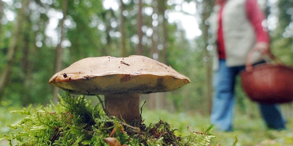 Der Maronenröhrling wird oft mit dem Steinpilz verwechselt.