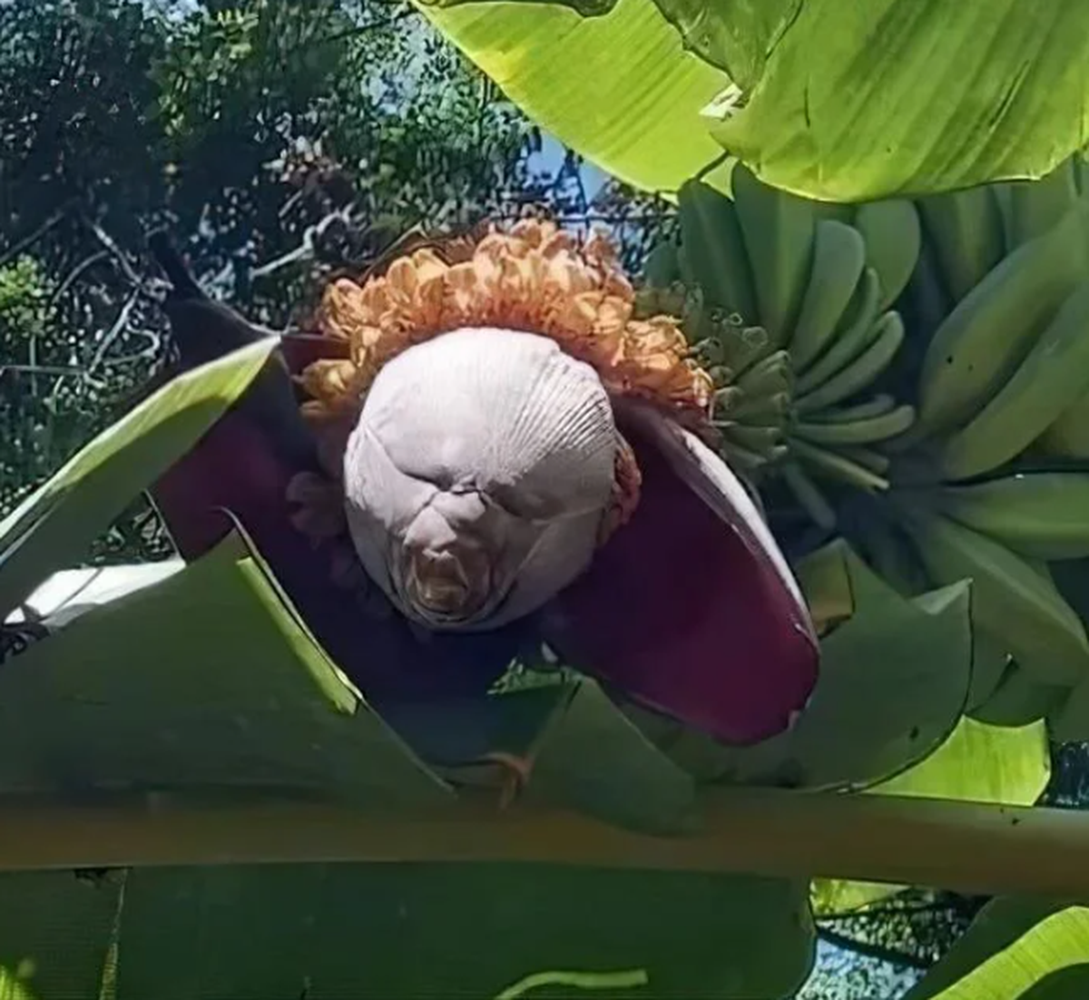 Pareidolie: Lustige Dinge mit Gesicht