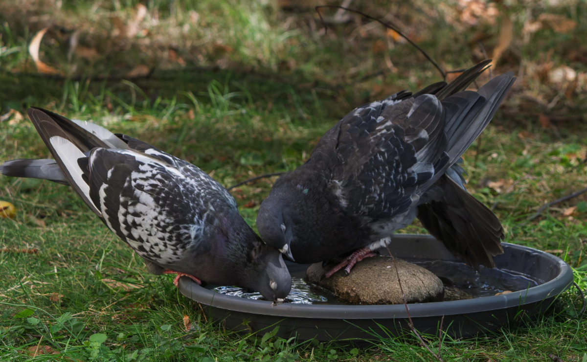 Tauben

https://www.reddit.com/r/BirdingGermany/comments/1wt4bgi/auch_tauben_haben_gef%C3%BChle/