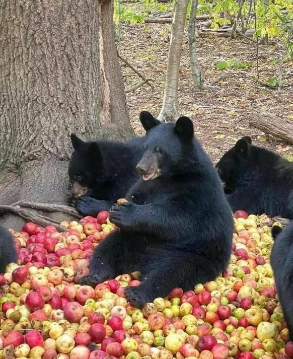 cute news animal tier bär

https://imgur.com/t/animals/sVluvsy