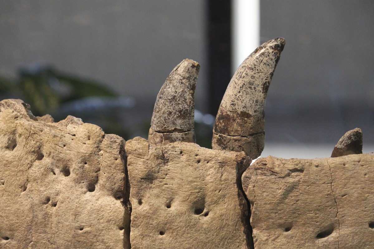 The teeth and jawbone of a newly identified subspecies of tryannosaur are displayed at New Mexico Museum of Natural History and Science in Albuquerque, N.M., on Thursday, Jan. 11, 2024. Researchers wi ...