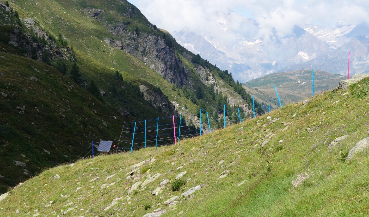 Reportage von der Alpe Nanztal im Kanton Wallis. Schäfer Oliver Gottsporn zeigt seine Schwarznasenschafe und erzählt, warum der Wolf ihm das Leben schwer macht.