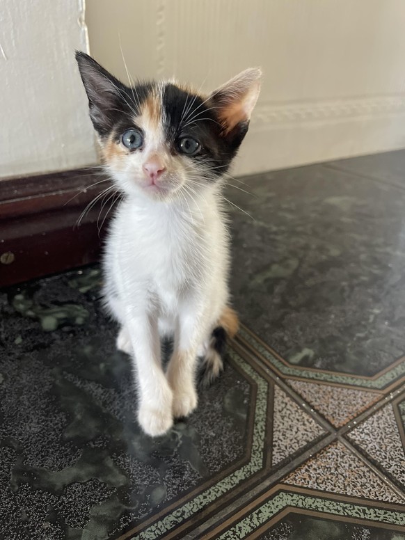 cute news tier baby katze kitten

https://www.reddit.com/r/cats/comments/18ggy20/help_my_kitten_wont_stop_biting_and_scratching/