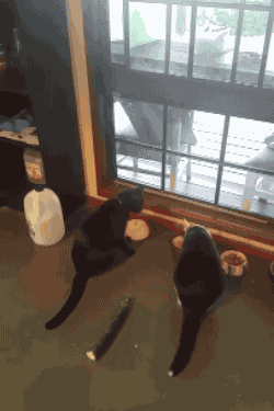 Animiertes GIF
