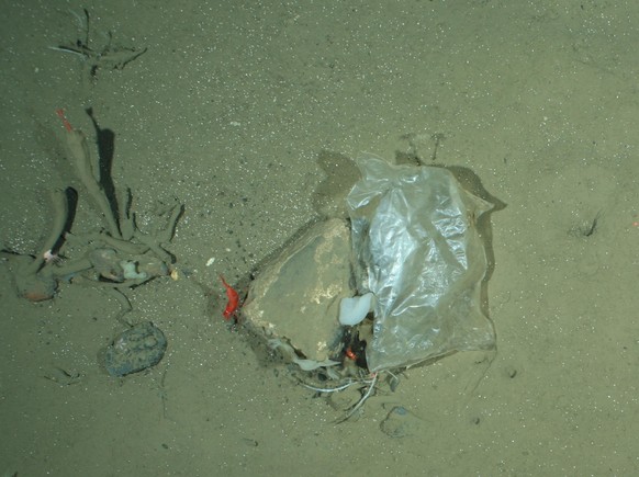 Plastiktüte am Hausgarten, dem Tiefsee-Observatorium des Alfred-Wegener-Instituts in der Framstrasse. Diese Aufnahme stammt vom OFOS-Kamerasystem aus 2500 m Tiefe.