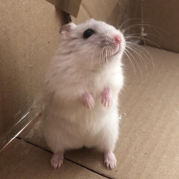 cute news animal tier hamster

https://imgur.com/t/hamster/fHJImZb