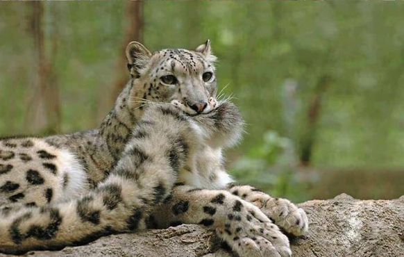 Schneeleopard beisst sich selbst in den Schwanz
Cute News
https://imgur.com/t/aww/dQBE5