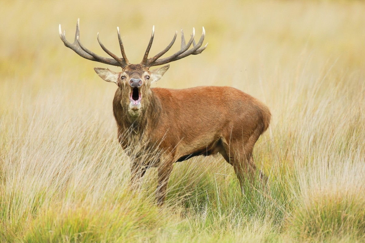 Rothirsch, Rot-Hirsch, Edelhirsch, Edel-Hirsch, Rotwild, Rot-Wild Cervus elaphus, roehrener Hirschbulle in der Brunft, Schweiz red deer Cervus elaphus, roaring stag in rutting season, Switzerland BLWS ...