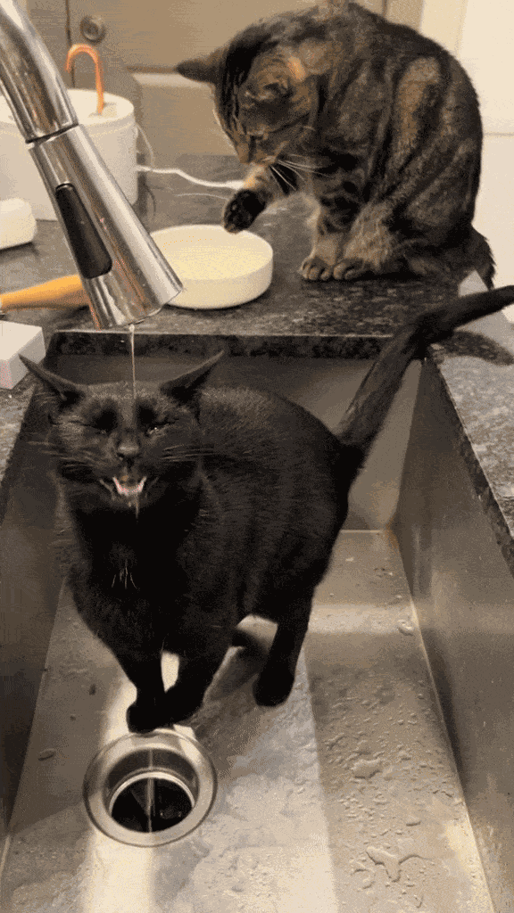 Animiertes GIF