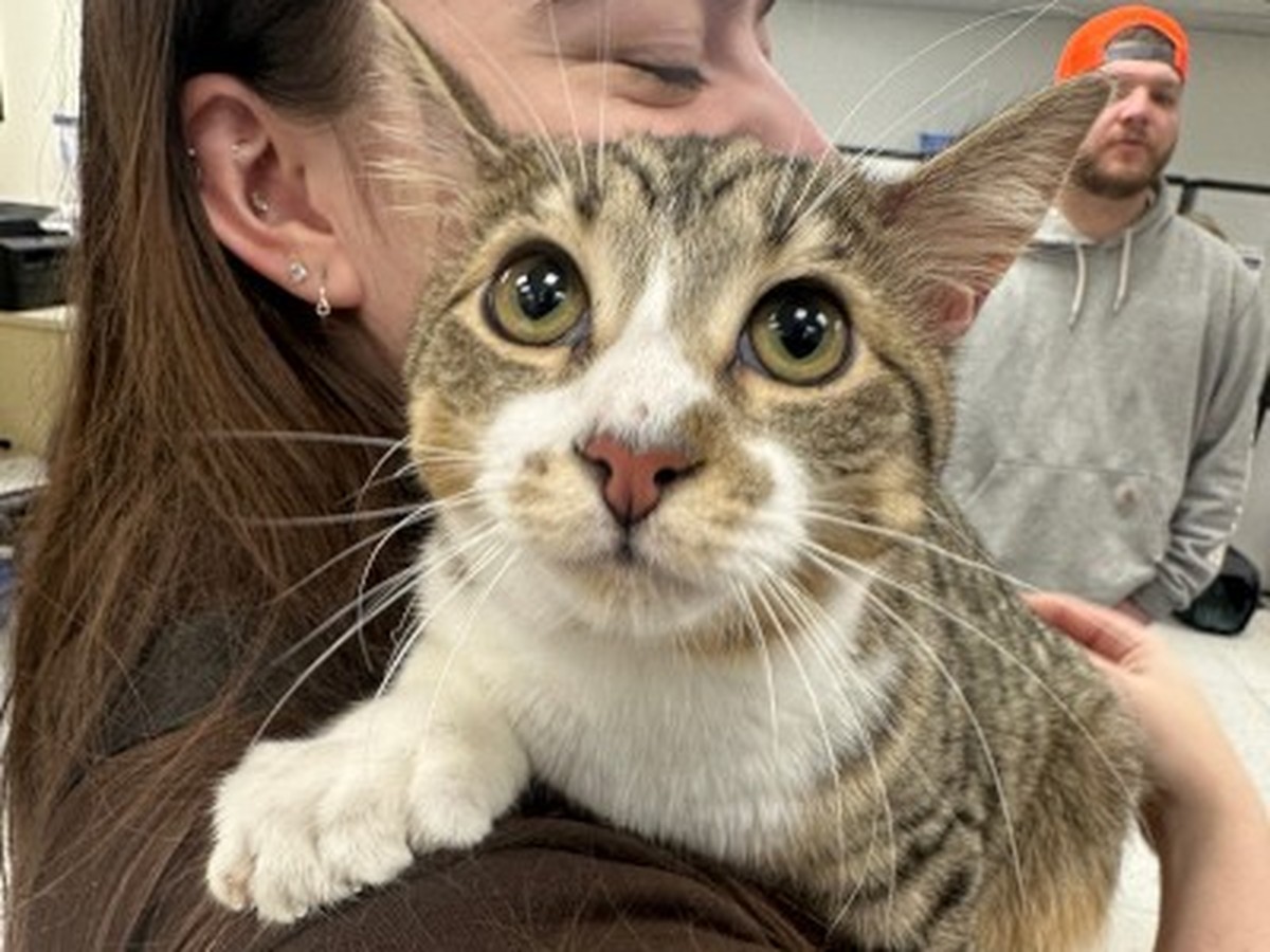 Toby Weltrekordhalter 18 Zehen

https://www.guinnessworldrecords.com/news/2026/6/nine-lives-10-extra-toes-paw-some-michigan-kitty-ties-record-for-the-most-toes-on-a-cat
