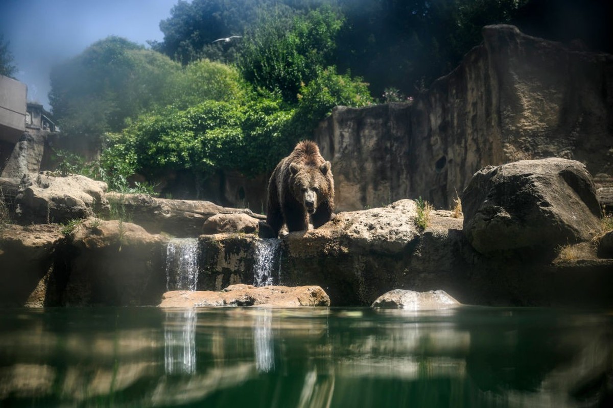 Un touriste étranger a été attaqué et blessé mardi matin par un ours dans le Nord de l'Italie.