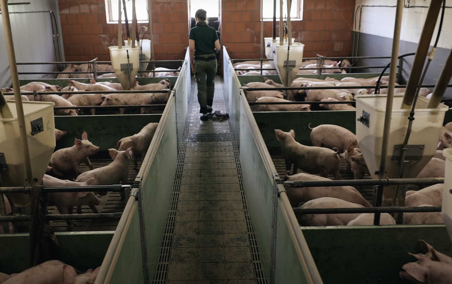 Weidehaltung findet in Deutschland nur in Ausnahmefällen statt.