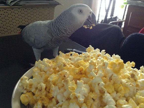 cute news animal vogel bird

https://www.boredpanda.com/hey-pandas-post-a-pics-of-your-pet-trying-to-steal-food-or-beverages/?utm_source=ecosia&amp;utm_medium=referral&amp;utm_campaign=organic