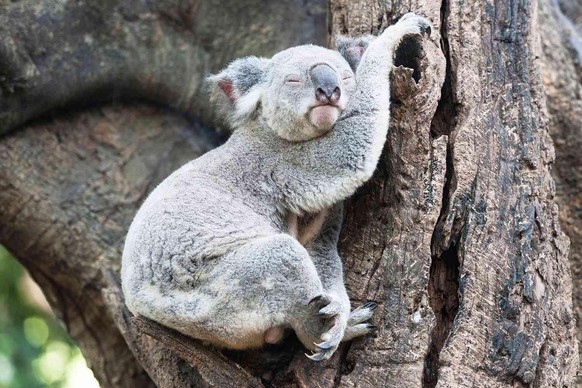cute news tier koala

https://www.reddit.com/r/AnimalsBeingSleepy/comments/1c444zc/i_want_to_do_this_always/