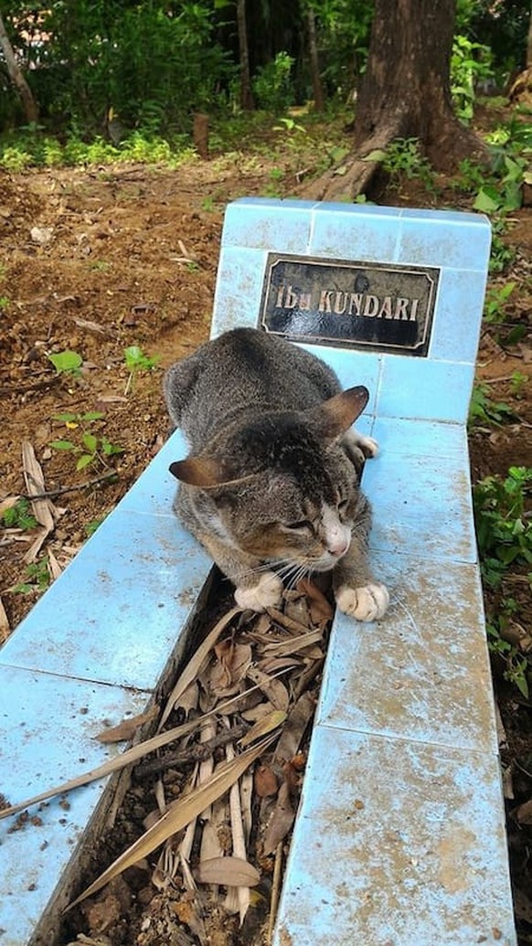 Trauernde Katze Indonesien
http://i.imgur.com/Ehj6cu2.jpg