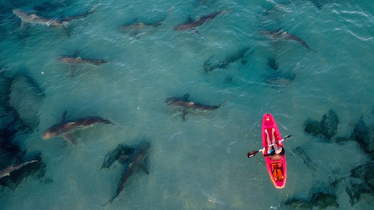 epa10381206 A picture taken with a drone shows a kayaker and a group of sharks below him in the shallow water near the hot water stream of the Orot Rabin power plant in the Mediterranean Sea, northern ...