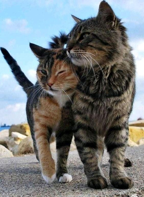cute news animal tier katze cat

https://imgur.com/t/cute_animal/FeOLJhw