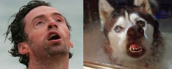 Hugh Jackman sieht aus wie ein Hund