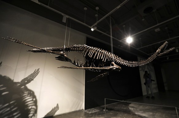 epa10739489 Sotheby&#039;s Auction House displays the skeleton of the prehistoric predator Plesiosaur, in New York, New York, USA, 10 July 2023 (issued 11 July 2023). The fossils of a Pteranodon and P ...