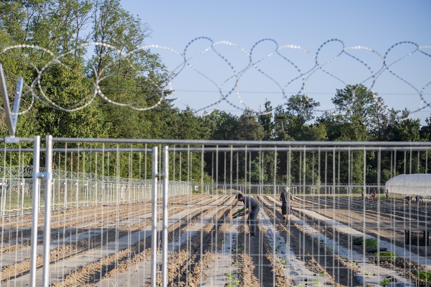 Mitarbeiter waehrend der Pflanzung von Cannabis Planzen auf einem Feldes mit THC gehaltigem Cannabis im Kanton Aargau am Dienstag, 19. Juli 2022 in der Nordwestschweiz. Die Firma Pure Production AG ve ...