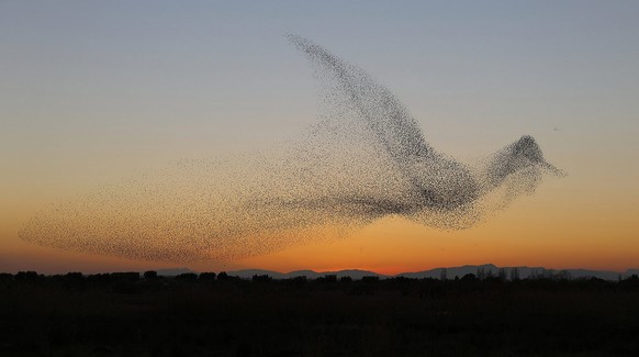 Wow, was sind die Chancen? – 29 schier unglaubliche Bilder
Ein anderes Selbstportrait von Vögeln; laut der Vogelwarte Sempach ist es auch echt.