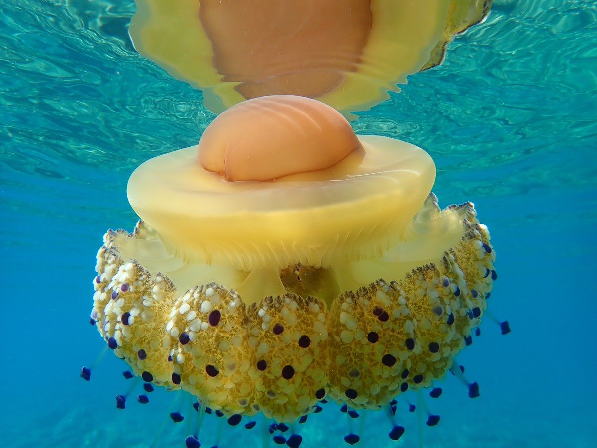 Spiegeleiqualle